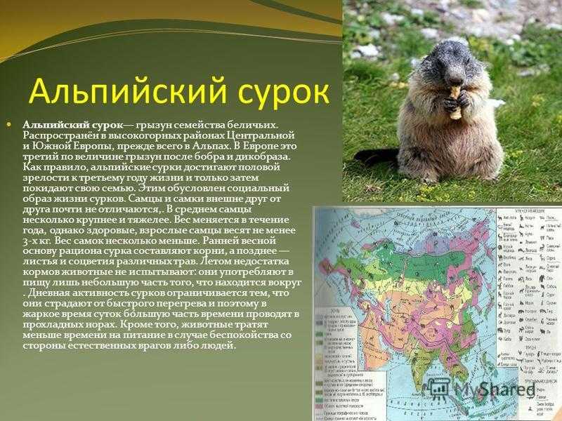 Байбак