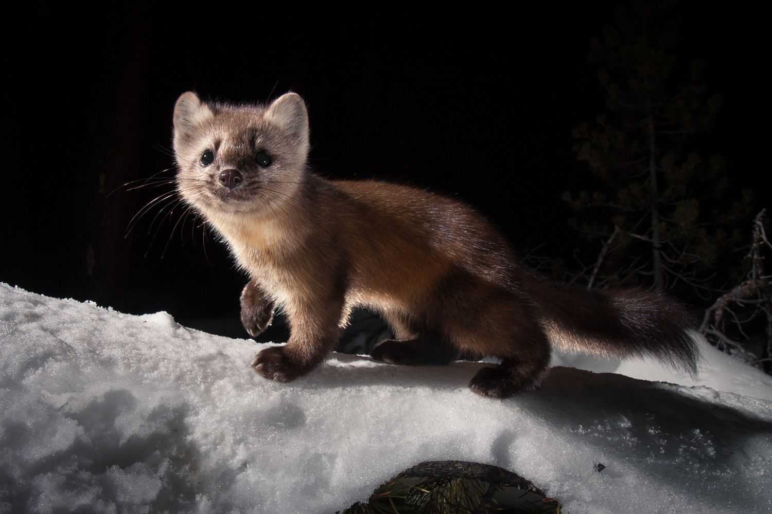Вид: martes foina = каменная куница (куница-белодушка). звуки, которые может издавать хорек крик куницы