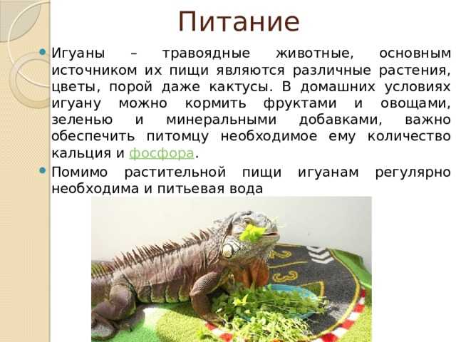 Орхидея фаленопсис: каталог сортов и определитель видов с названиями по фото, включая анаконда, мукалла, королевская, монако, сезам, рейнбоу, обильно и долгоцветущие