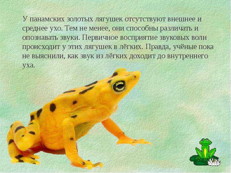 Панамский арлекин Atelopus certus является эндемиком панамской провинции Дарьен Яркая окраска этих амфибий может служить предупреждением для хищников, потому что кожа животного токсична