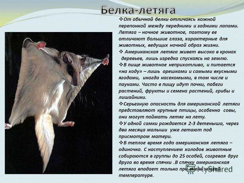 Белка летяга в полёте: умеет ли летать и как это делает