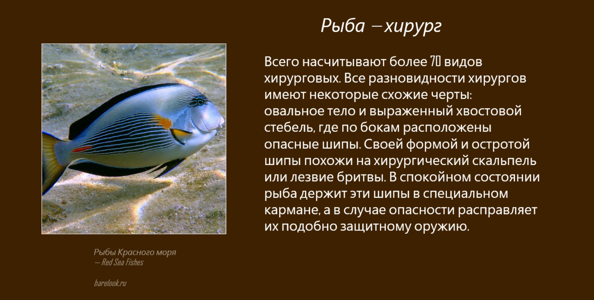 🚩 рыба голубой хирург из красного моря: за что ее так называют