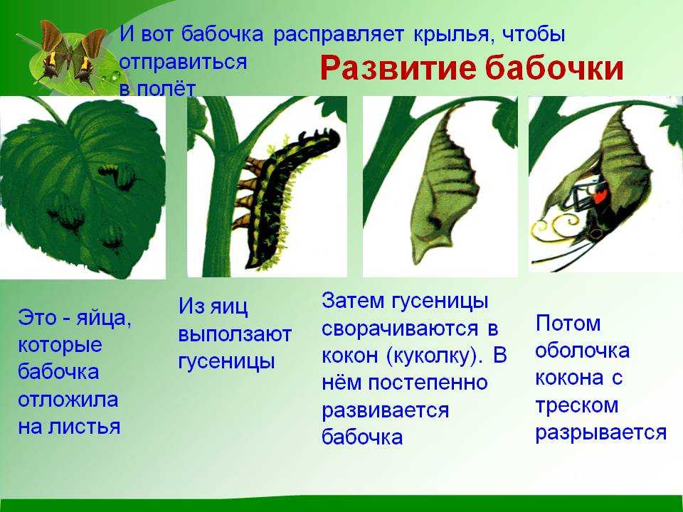 Бражник бабочка насекомое. образ жизни и среда обитания бражника | живность.ру