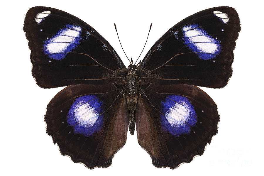 Hypolimnas bolina -hypolimnas bolina