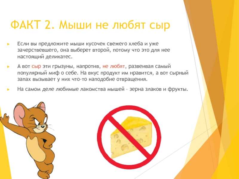 Разновидности мышей с описанием и характеристиками | buzzbabble.ru