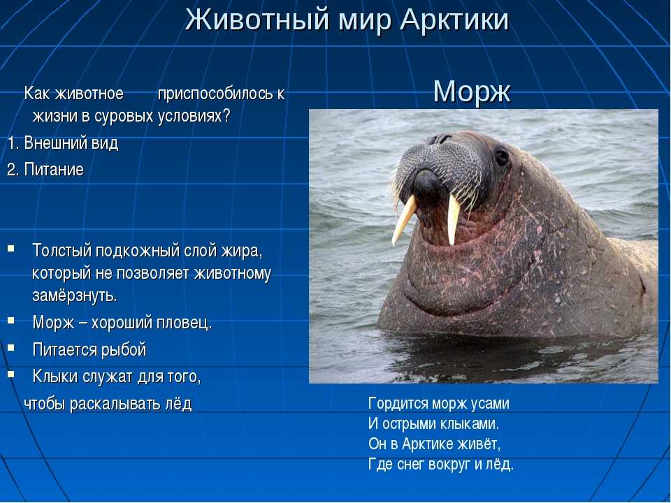 Атлантический морж – фото, описание, ареал, рацион, враги, популяция