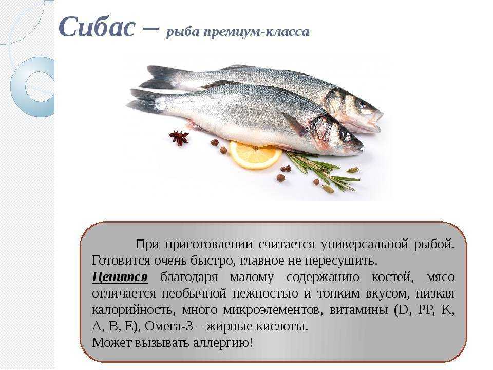 🚩 полный список лососевых рыб: как выглядят и где обитают, фото