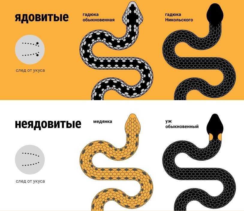 Змеи подмосковья, описание и фото
