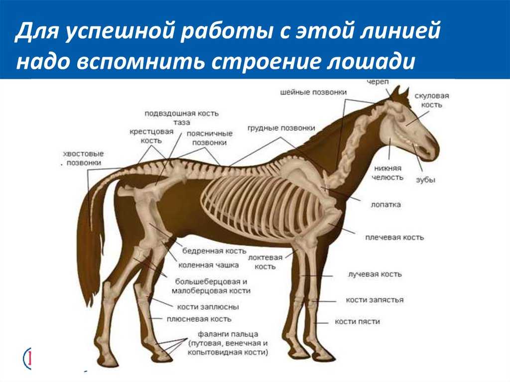 Промежуточная аттестация по биологии 7 класс