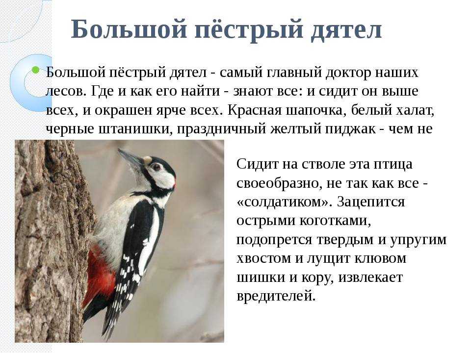 Виды дятлов ️ описание черного, седого, пестрого, перцееда, фото, условия среды обитания, особенности питания, размножение, повадки, продолжительность жизни