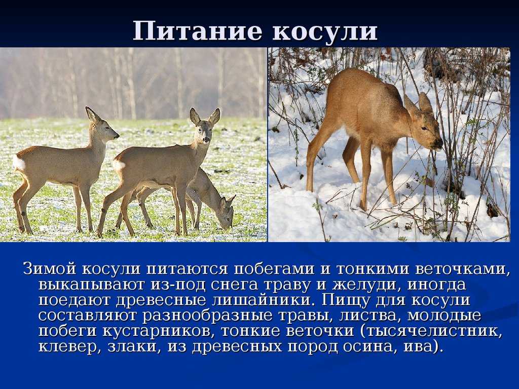 Среда обитания снежного барана