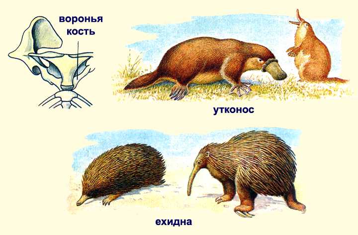 Отряд однопроходные или яйцекладущие. характеристика и происхождение