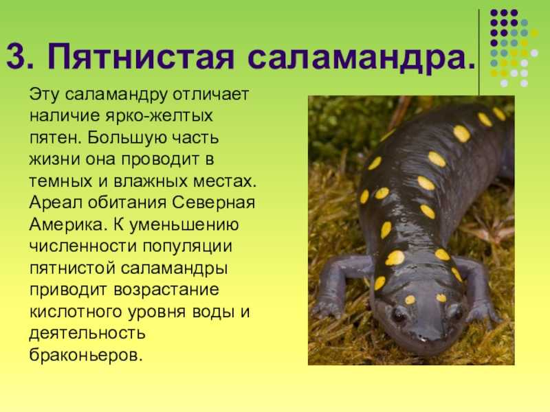 Саламандры – фото, описание, ареал, рацион, враги, популяция
