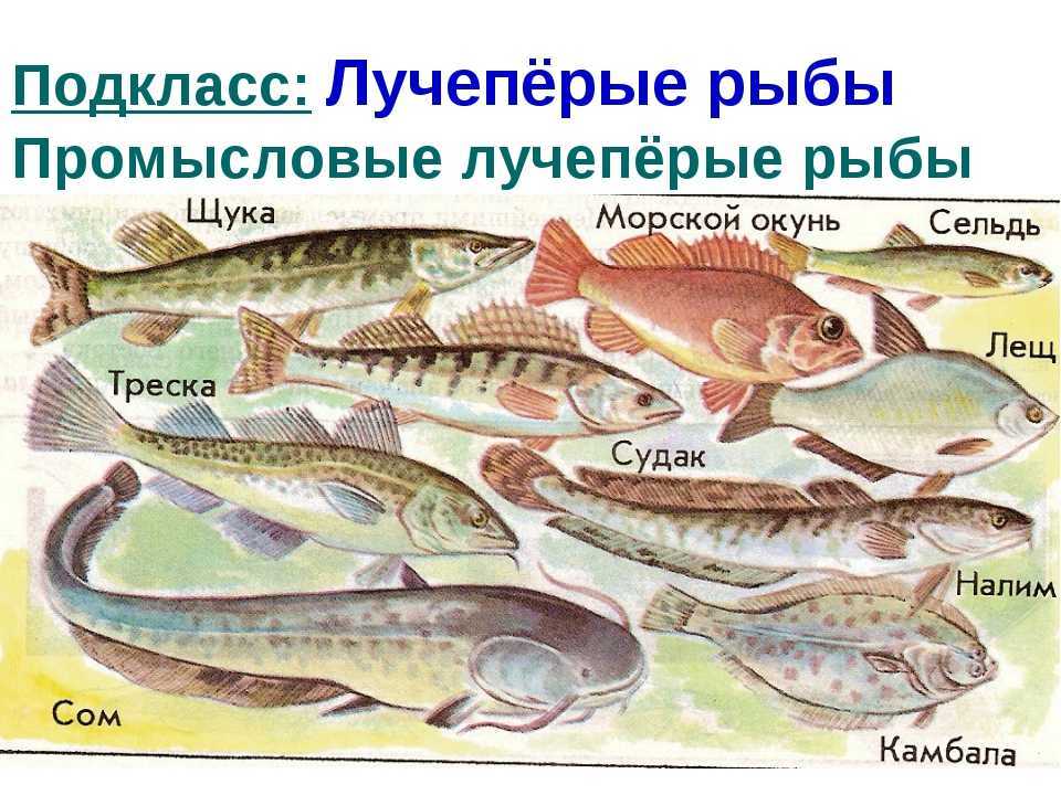 Рыбы