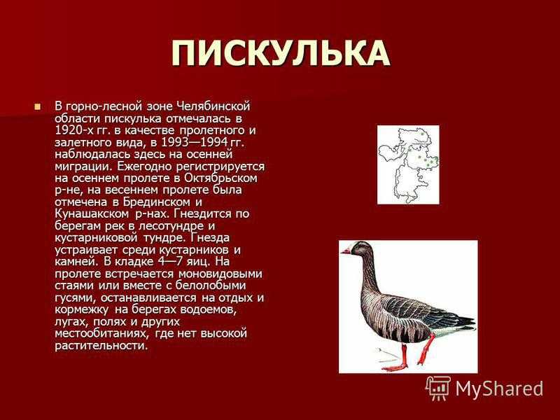 Онлайн определитель гусеобразных птиц россии