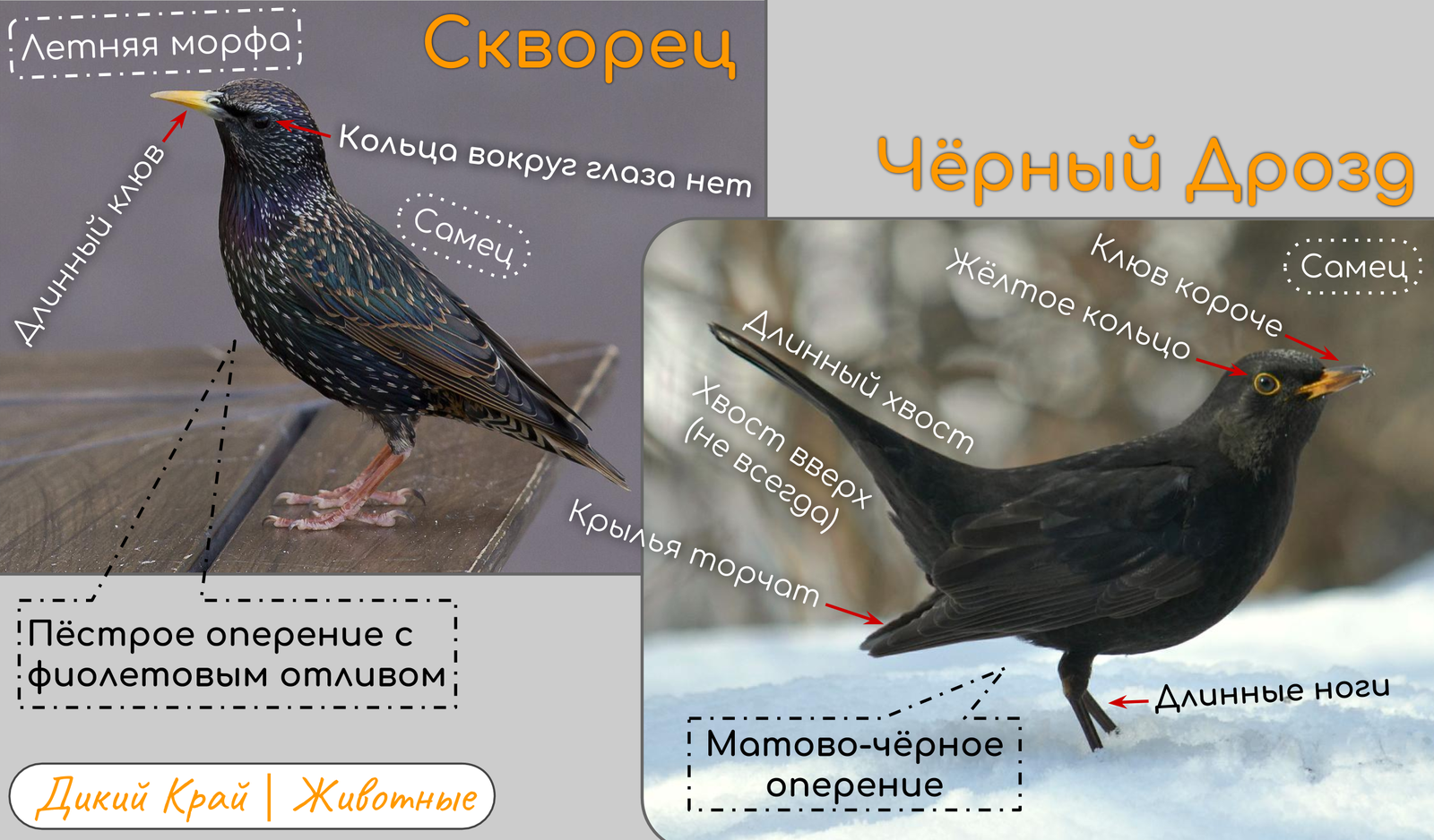 Дрозд в домашних условиях