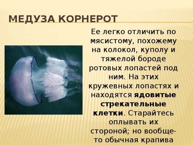 Почему вам стоит избегать медузу корнерот: где обитает, окраска тела, опасна ли для человека
