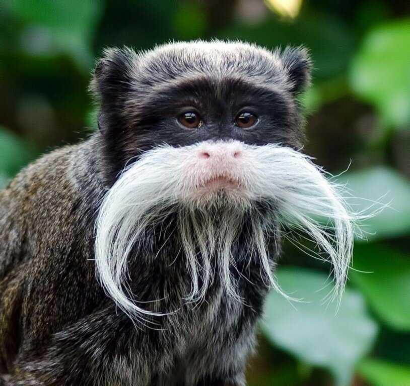 Краснобрюхий тамарин Saguinus labiatus населяет болотистые, первичные и вторичные тропические леса Краснобрюхий тамарин - небольшая обезьянка: длина его тела достигает 23-30 см, длина хвоста 34-41 см