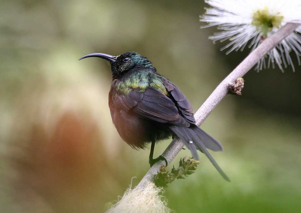 Малахитовая солнечная птица - malachite sunbird