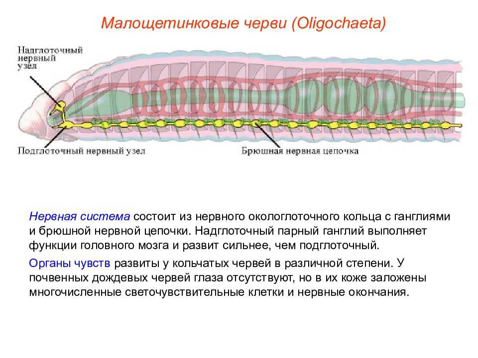 Гиляров, меркурий сергеевич