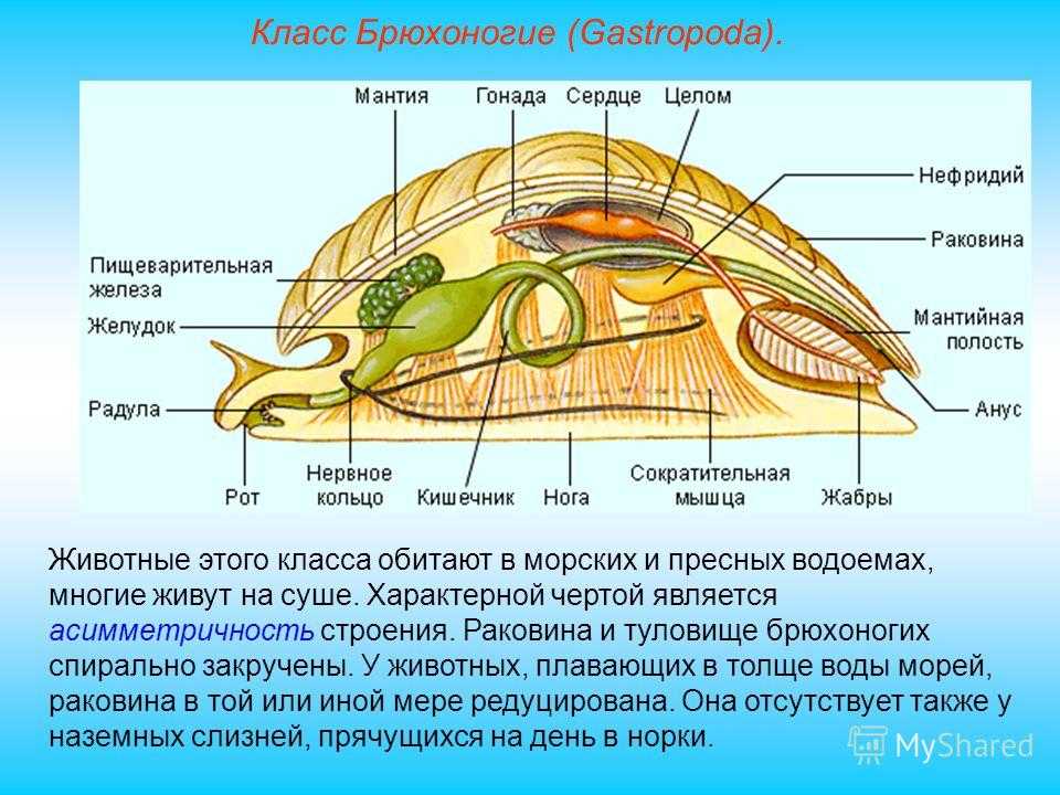 5.5.4. многообразие моллюсков