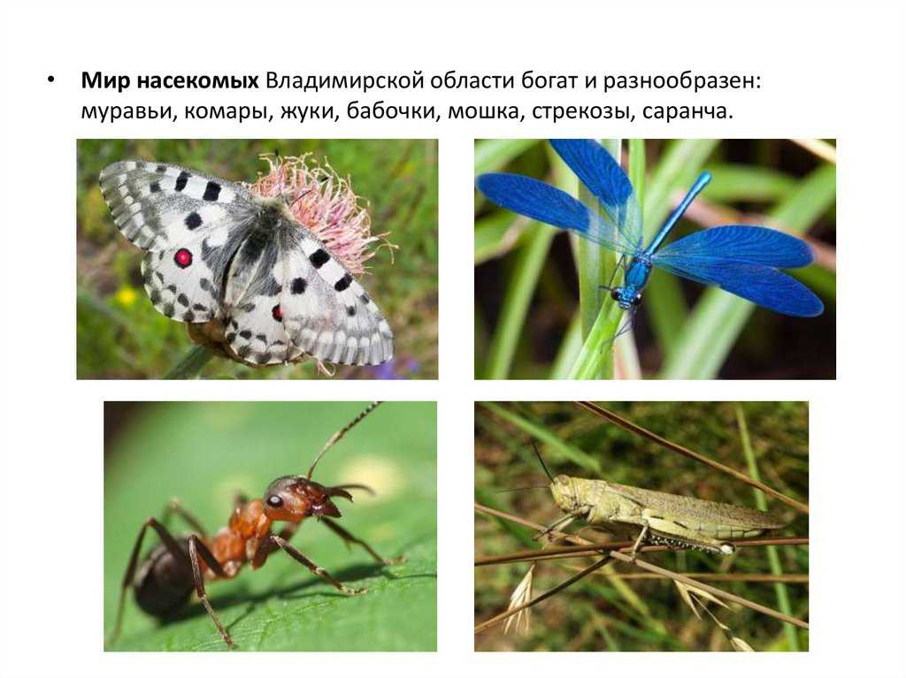 Список насекомых, занесённых в красную книгу крыма