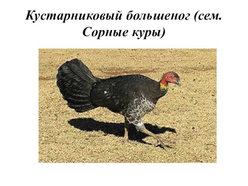Краксы - курообразные