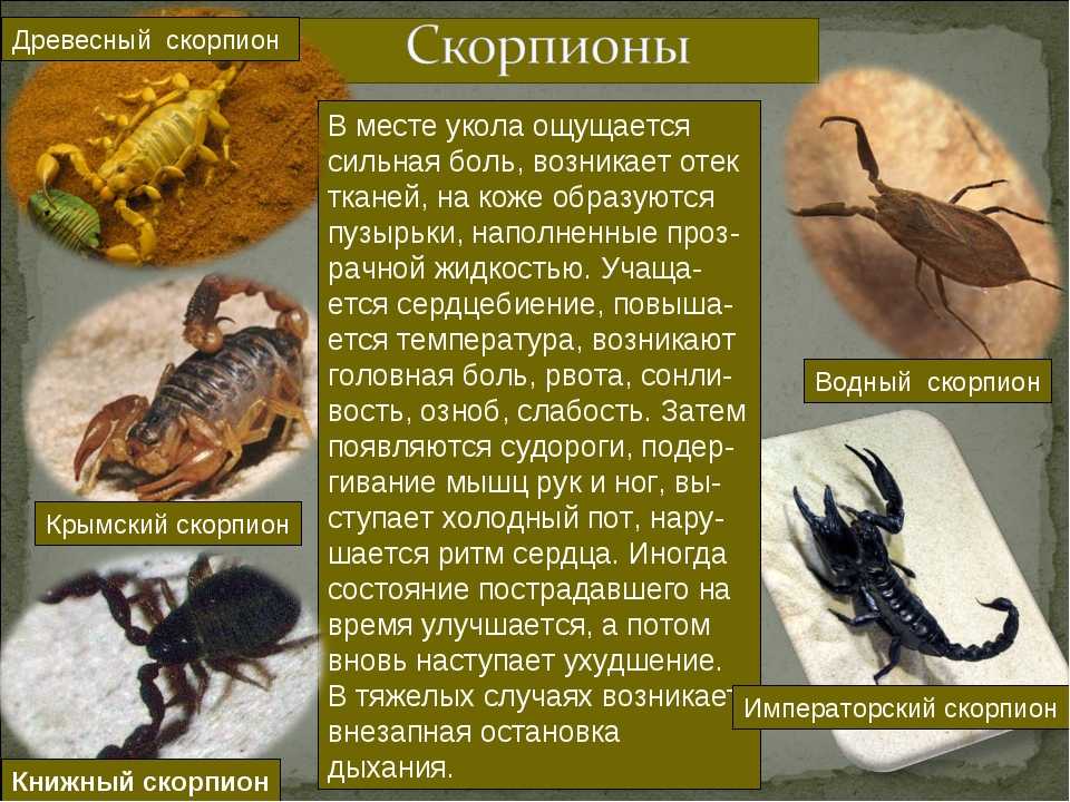 Какой тип характерен для азиатского скорпиона. Скорпион описание. Краткая информация о Скорпионе. Рассказ о Скорпионе. Интересные факты о скорпионах.