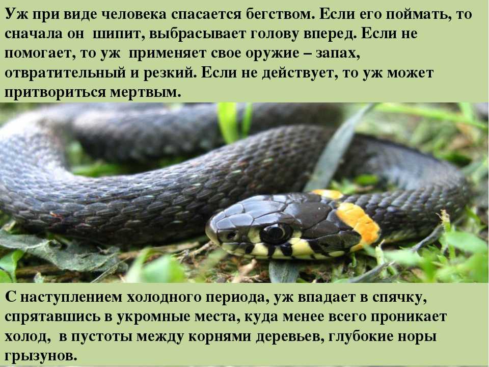 Щупальценосная змея - ужеобразные | некоммерческий учебно-познавательный интернет-портал зоогалактика