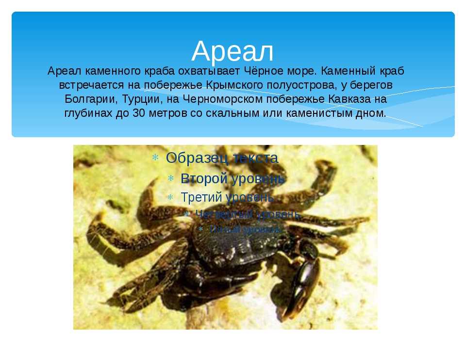 Топ-10 самых крупных 🦀 крабов в мире с описанием и фото