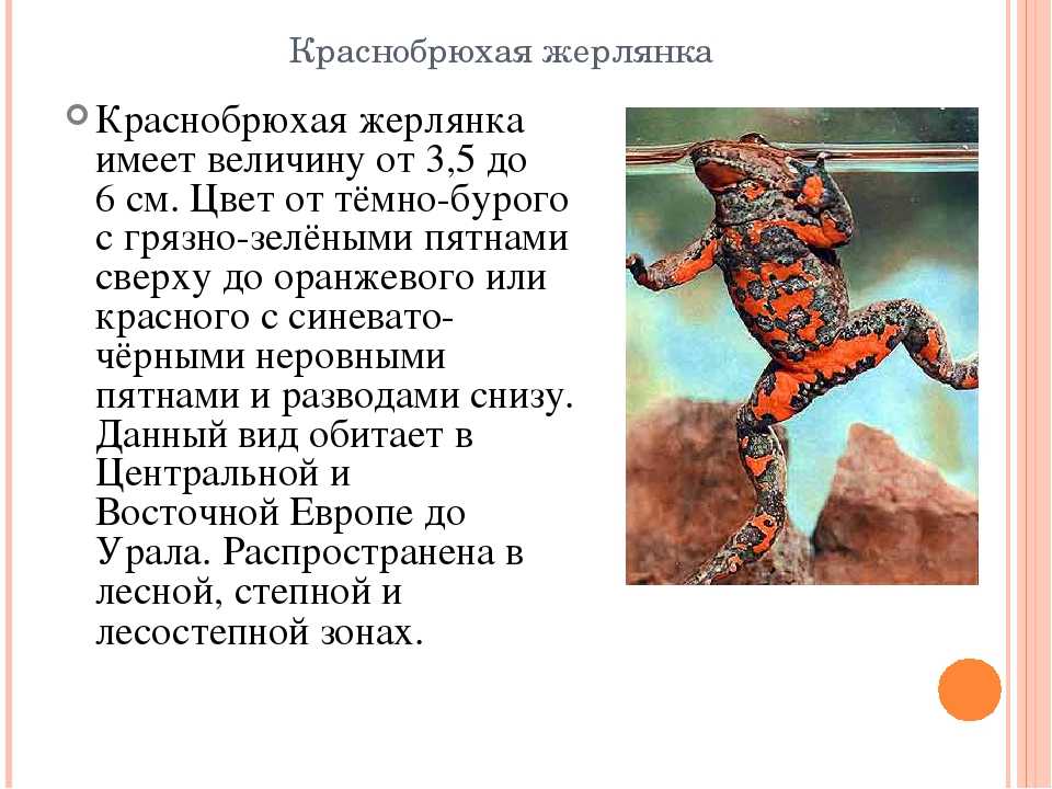 Краснобрюхая жерлянка (bombina bombina) фото, описание размножение окрас питается враги фото размер ареал поведение активность среда обитания созревание популяция потомство, реферат земноводные, europ