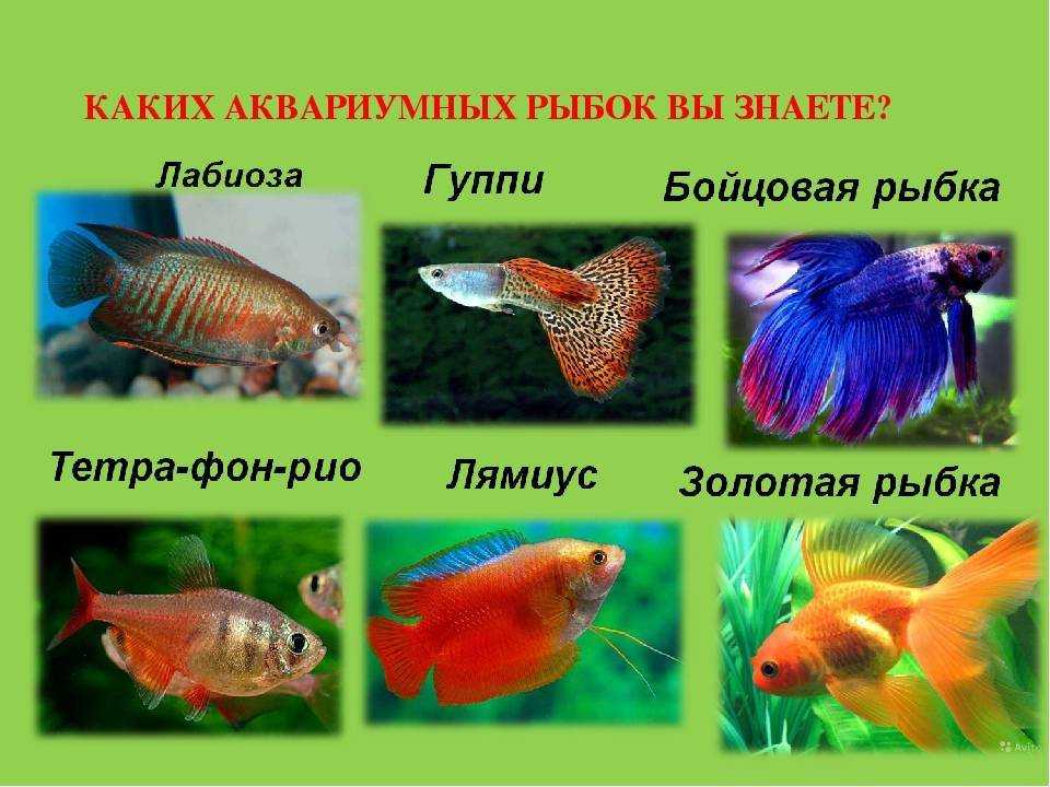 У кометы опухоль на боку