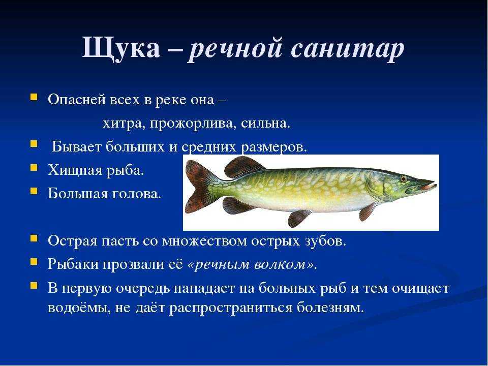 Отряд окунеобразных рыб: характеристики и представители — ribnydom.ru