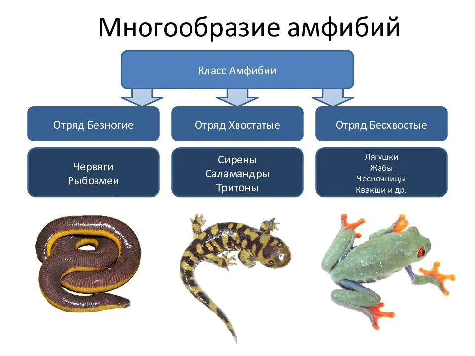 Морская игуана
