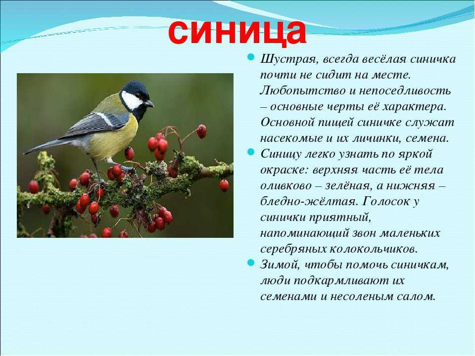 ᐈ птица дрозд: [описание и фото] самец и самка, как выглядит, виды, голос