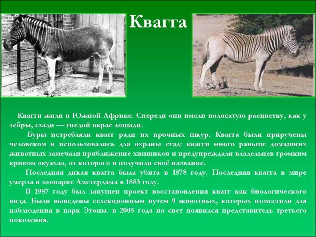 Главная причина исчезновения некоторых видов животных. Вымершие животные квагга. Квака вымершое животное. Зебра квагга красная книга. Вымершие животные Зебра квагга.