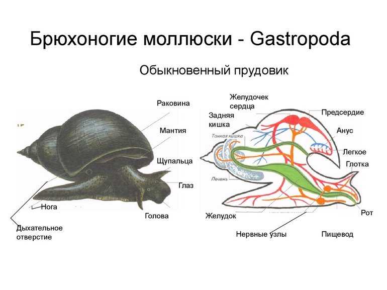 Прудовики: описание пресноводных моллюсков