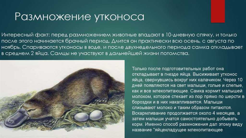Ленивец