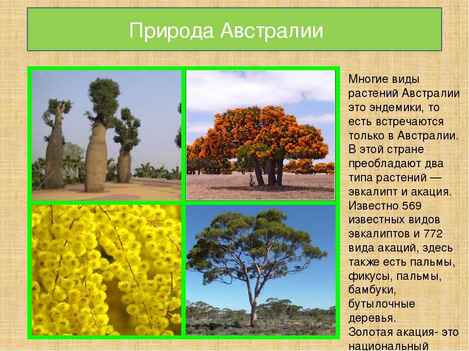 Астрильд красноухий: яркое чудо центральной африки | огородники