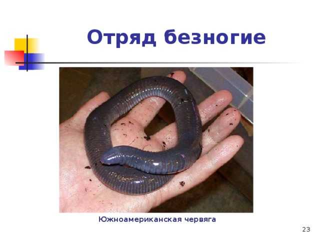 Червяга: внешний вид, фото, особенности, интересные факты, среда обитания