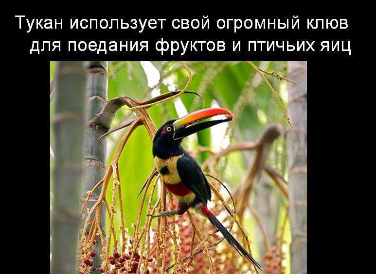 Животный мир венесуэлы