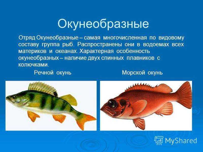 Окуневидные