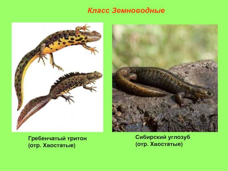 Сибирские углозубы – мелкие многочисленные тритоны