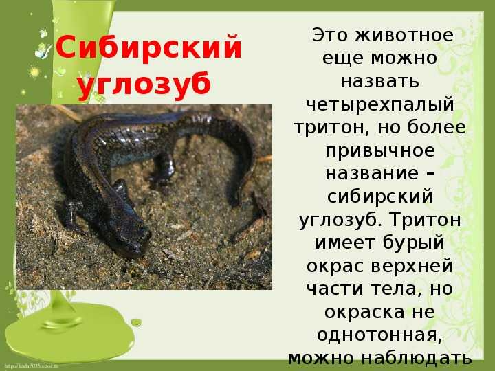 Сибирский углозуб. образ жизни и среда обитания сибирского углозуба