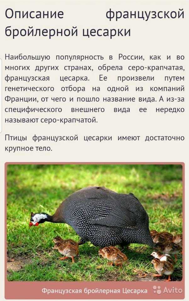 Породы цесарок с фото и описанием, лучший вид для дома