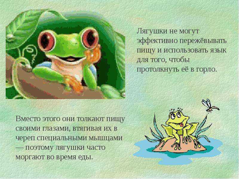Животный мир африки — список, характеристика и фото фауны континента
