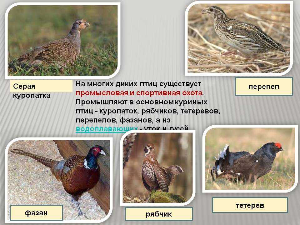 Все виды и породы фазанов: особенности, характеристики, фото