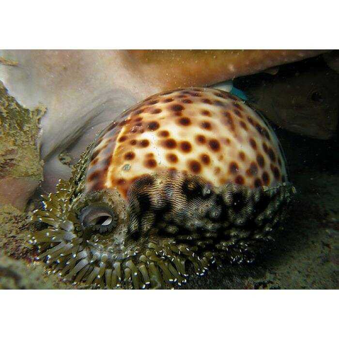 Cypraea tigris - cypraea tigris
