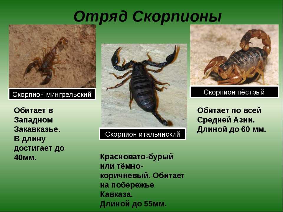 Какой признак внешнего строения скорпиона. Представители скорпионов. Отряд Скорпионы представители. Скорпионы паукообразные. Примеры отряда Скорпионы.