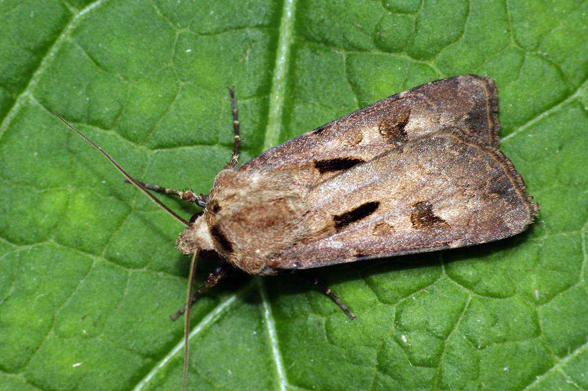 Catocala fulminea (scopoli, 1763)